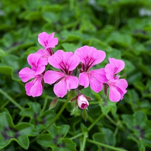 BIN#1R7D4 Ivy Geranium Seeds Reach Out Light Purple 15 Seeds Trailing Geranium