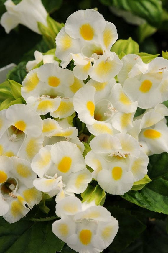200 Torenia Seeds Kauai Mix Pelleted Seeds BULK SEEDS