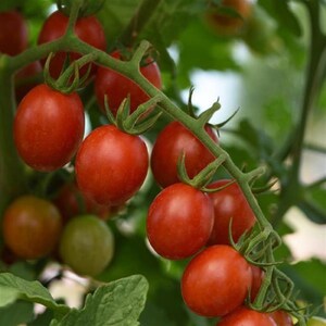 25 Tomato Seeds Helix F1 Hybrid Tomatoes Garden Seeds