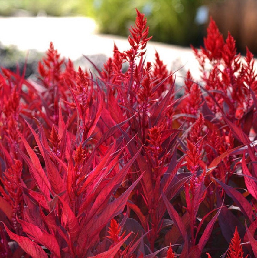 Celosia Seeds 25 Dragon Breath Seeds Bright Celosia