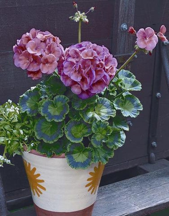 100 bulk geranium seeds for sale Maverick Coral Etsy