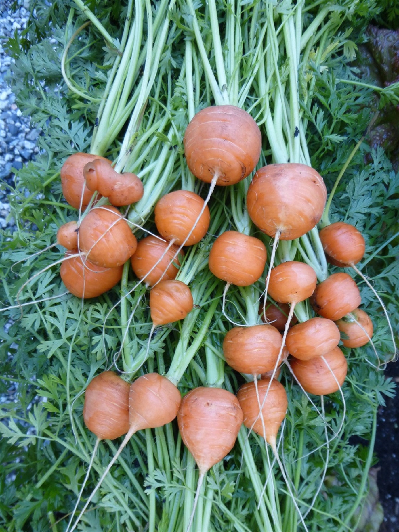 Parisian Carrot Seeds - Monarch Milkweed Seeds