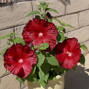 Hibiscus Seeds Honeymoon Deep Red Hardy Hibiscus 15 Seeds Perennial Seeds