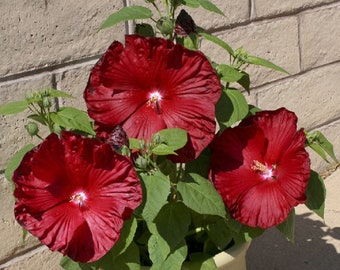 Hibiscus Seeds Honeymoon Deep Red Hardy Hibiscus 15 Seeds Perennial Seeds