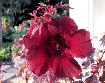 Hibiscus Seeds Splendor Mahogany Japanese Maple Look 50 Seeds