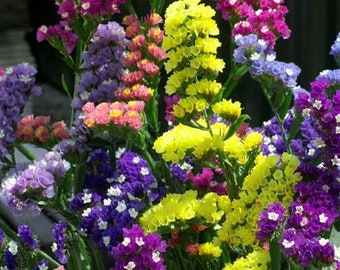 Limonium Seeker Mix 100 Statice Seeds Cut Flowers