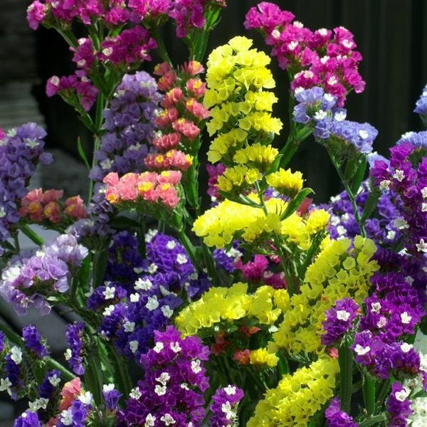 Limonium Seeker Mix 100 Statice Seeds Cut Flowers