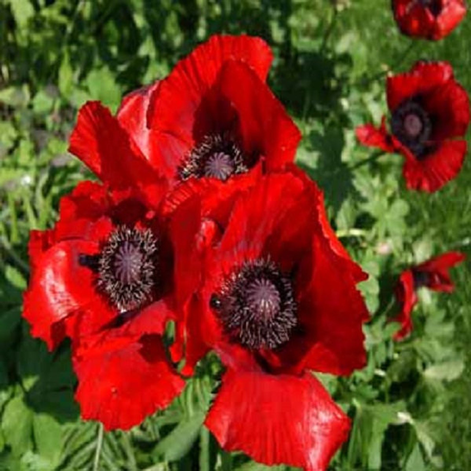 MPB12 Poppy Seeds Oriental Poppy Beauty of Livermere 250 Thru Etsy