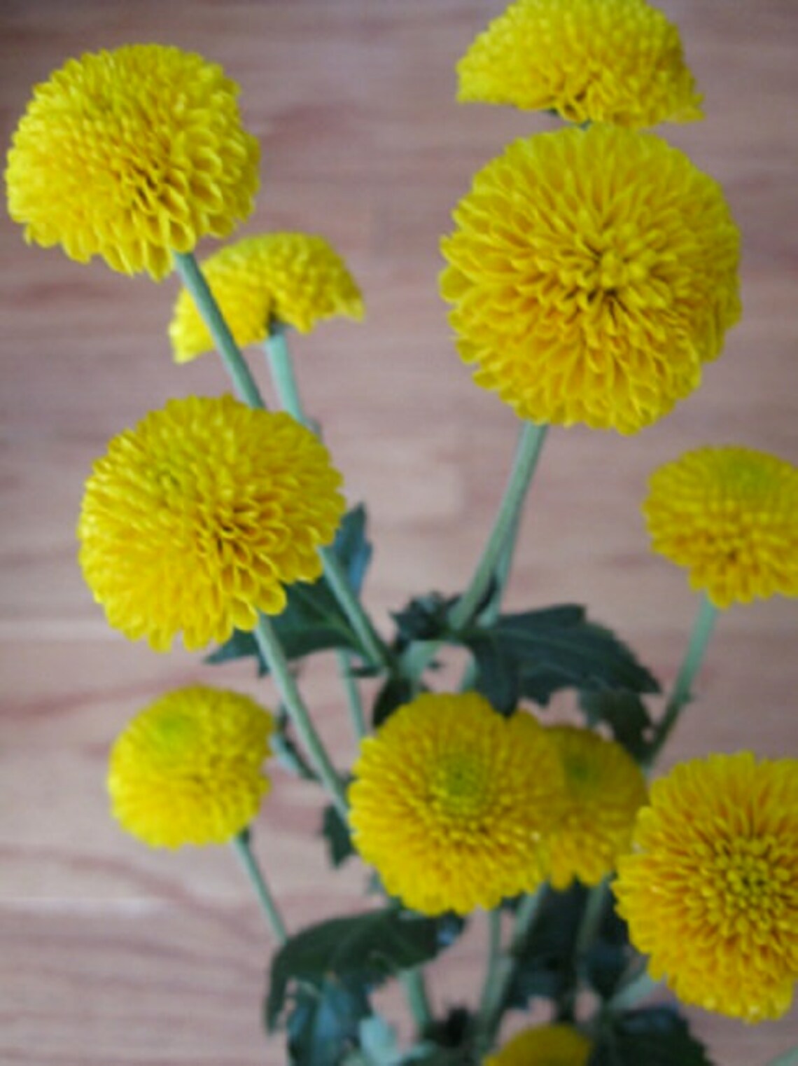 Chrysanthemum Seeds Yellow Button 50 thru 5000 Bulk Seeds Mum Etsy