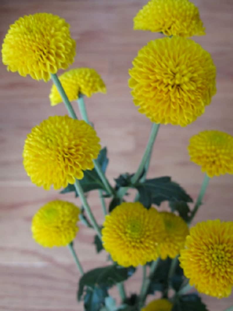 Chrysanthemum Seeds Yellow Button 50 thru 5000 Bulk Seeds Mum Etsy