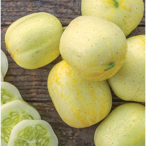 Vegetable Seeds Lemon Cucumber Seeds Garden Seeds 50 thru 500 Seeds