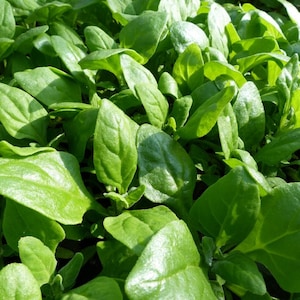 MPB#13 New Zealand Spinach Seeds Heirloom Spinach 25 thru 100 Seeds