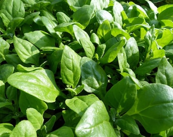 MPB#13 New Zealand Spinach Seeds Heirloom Spinach 25 thru 100 Seeds