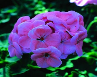 Geranium Saturn Salmon 15 Seeds Geranium Seeds