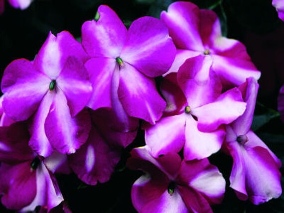 50 Impatiens Seeds Accent Star Mix Impatiens Seeds 50 Impatiens Seeds Accent Star Mix Impatiens Seeds