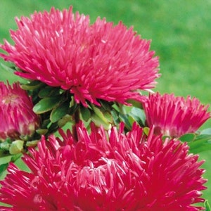 Aster Seeds Gala Burgundy 100 Seeds Cut Flower Seeds