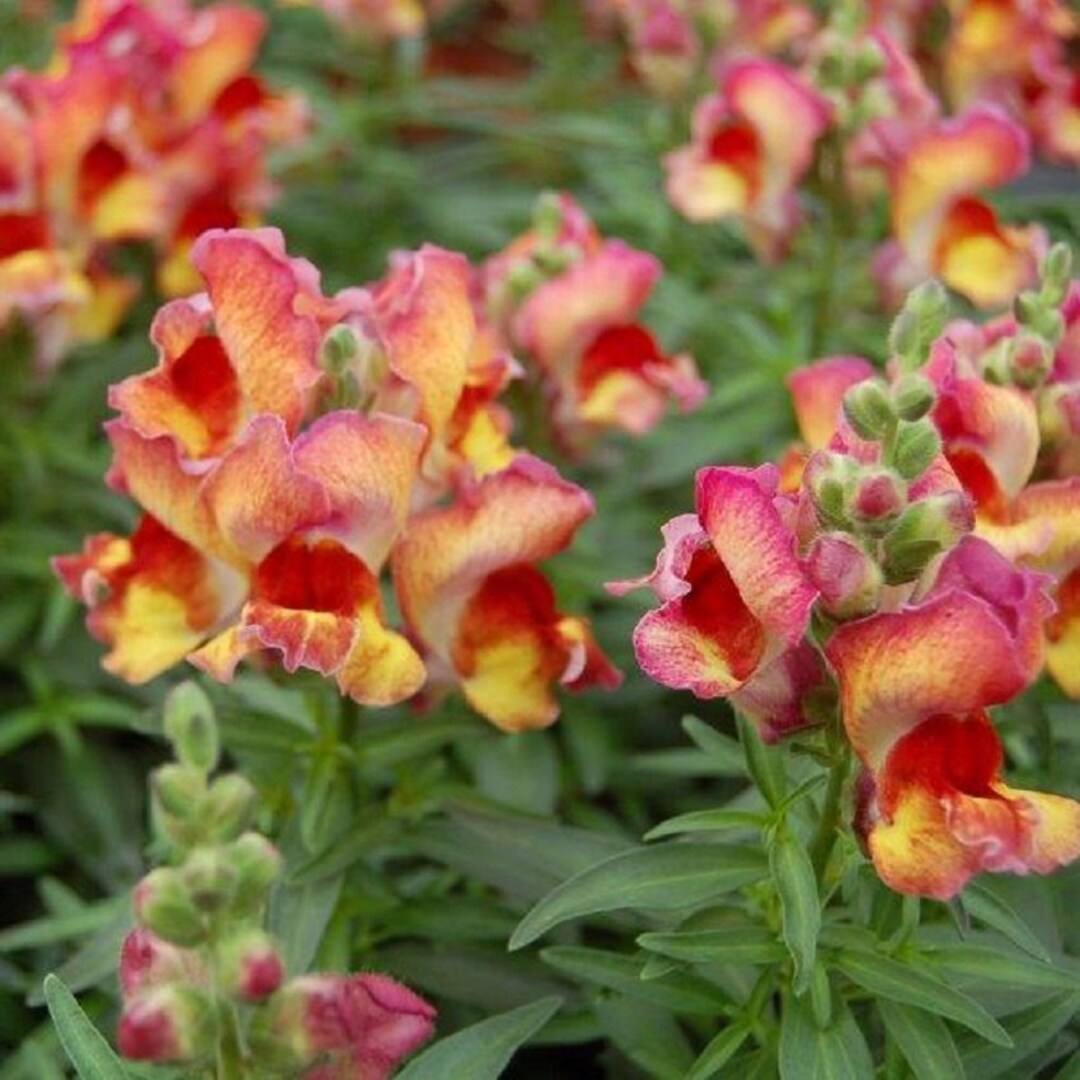 Snapdragon Snapshot Red Flame 50 Pelleted Snapdragon Seeds Bedding Plant Etsy
