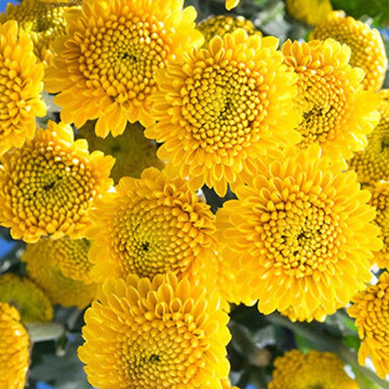 Chrysanthemum Seeds Yellow Button 50 thru 5000 Bulk Seeds Mum Etsy