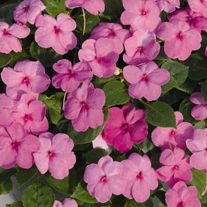 50 Impatiens Seeds Lollipop Bubblegum Disease Resistant