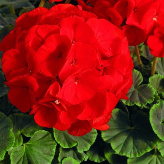 Bulk Geranium Seeds 100 Flower Seeds Geranium Cola Scarlet Etsy