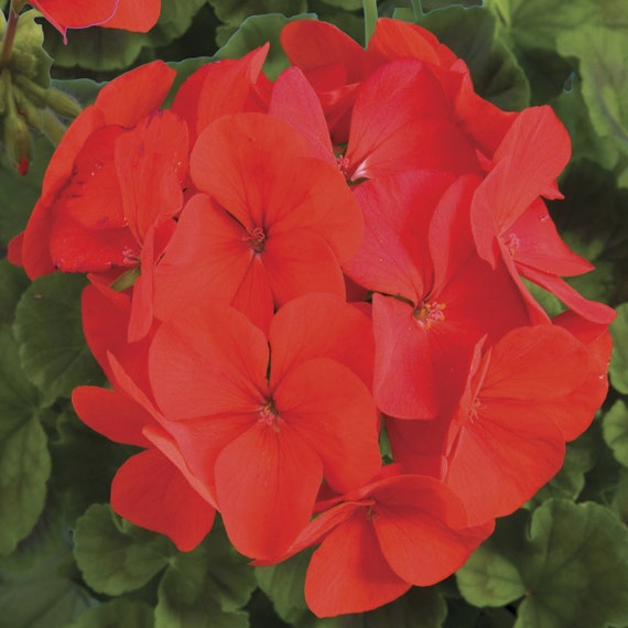 15 Geranium Seeds Ringo Salmon