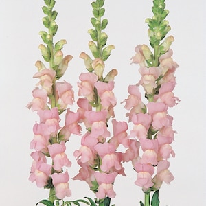 50 Pelleted Snapdragon Seeds Maryland Shell Pink Cut Flower Seeds