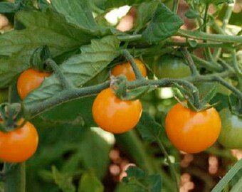 MPB#5 Sunsugar Tomato Seeds Sun Sugar Tomato 500 Bulk Seeds