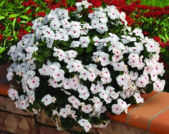 25 Vinca Seeds Cora Cascade Polka Dot Seeds