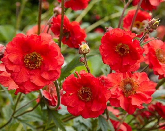 Гравилат Лечебные Свойства Где Купить В Екатеринбурге