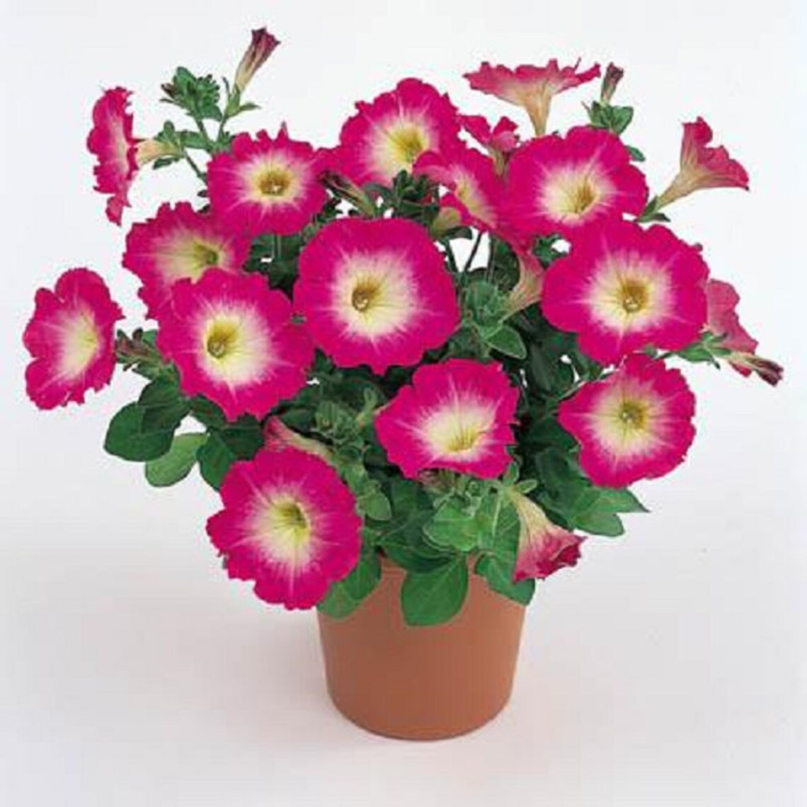 Petunia Seeds 50 Pelleted Seeds Merlin Rose Morn Etsy