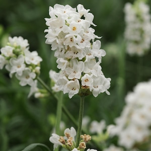May include: A close-up of white lavender flowers with a light brown center. The flowers are in bloom and are growing in a garden.