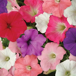 Flower Seeds Pelleted Seeds Easy Wave Mix 25 Petunia Seeds