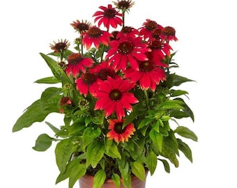 Flower Seeds 15 Echinacea Seeds Echinacea Prairie Blaze™ Orange