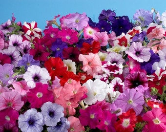Seed Mix 100 Pelleted Petunia Seeds Mystery Mix