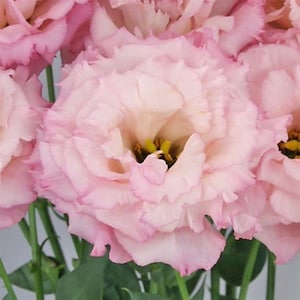 Flower Seeds Lisianthus Seeds Celeb 2 Lovely Pink 25 Pelleted Seeds Cut Flower Garden Flower