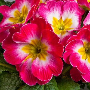 Primula Seeds 50 Primrose Seeds Primula Danova Rose And White Bicolor