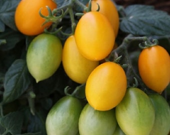 25 Tomato Seeds Tomato Peardrops F1 Hybrid Cascading Tomato