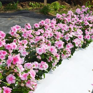 Vinca Seeds Mega Bloom Icy Pink 25 Seeds Large Blooms