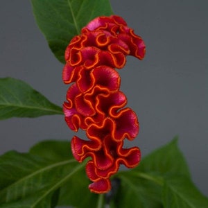 Celosia Seeds 25 Pelleted Seeds Celosia Neo Orange Cut Flower Seeds