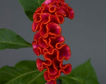 Celosia Seeds 25 Pelleted Seeds Celosia Neo Orange Cut Flower Seeds