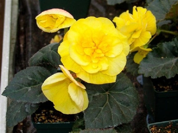 Mpb6 Begonia Seeds Nonstop Mocca Yellow 15 Thru 250 Pelleted Etsy Hong Kong