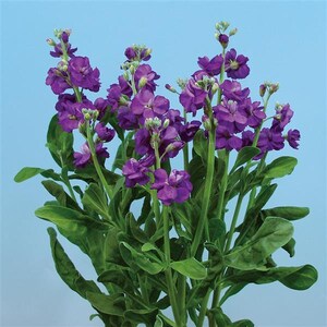 50 graines pour souches Matthiola Chanter, fleurs coupées bleues