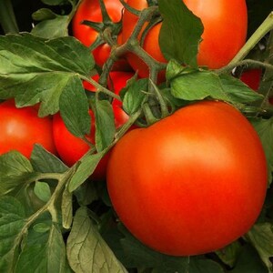 25 Tomato Seeds Luguna Red Hybrid Tomato Vegetable Seeds