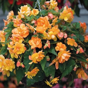 May include: A hanging basket overflowing with vibrant orange and yellow begonia flowers. The flowers are in full bloom and create a lush, colorful display.