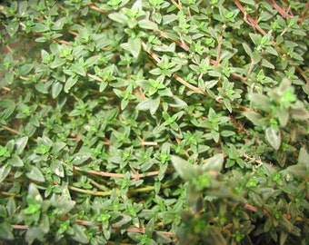 1,000 Common Thyme Seeds SPICE HERB SEEDS