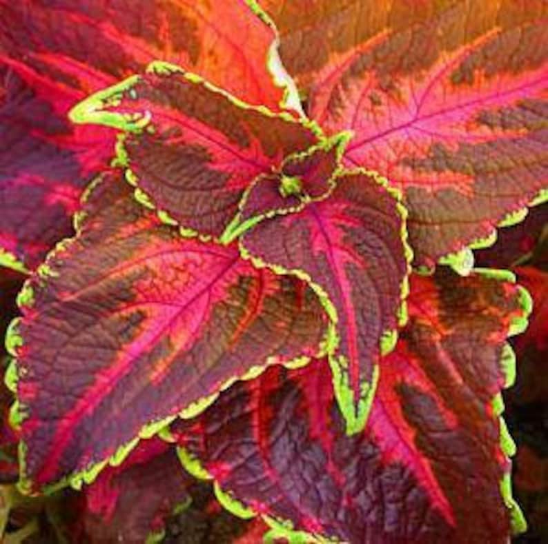 200 Coleus Seeds Jazz Rose Plant Seeds BULK SEEDS