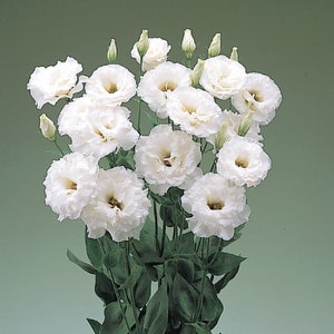MPB#4 Lisianthus Seeds Super Magic White 50 thru 500 Pelleted Seeds Cut Flower Seeds