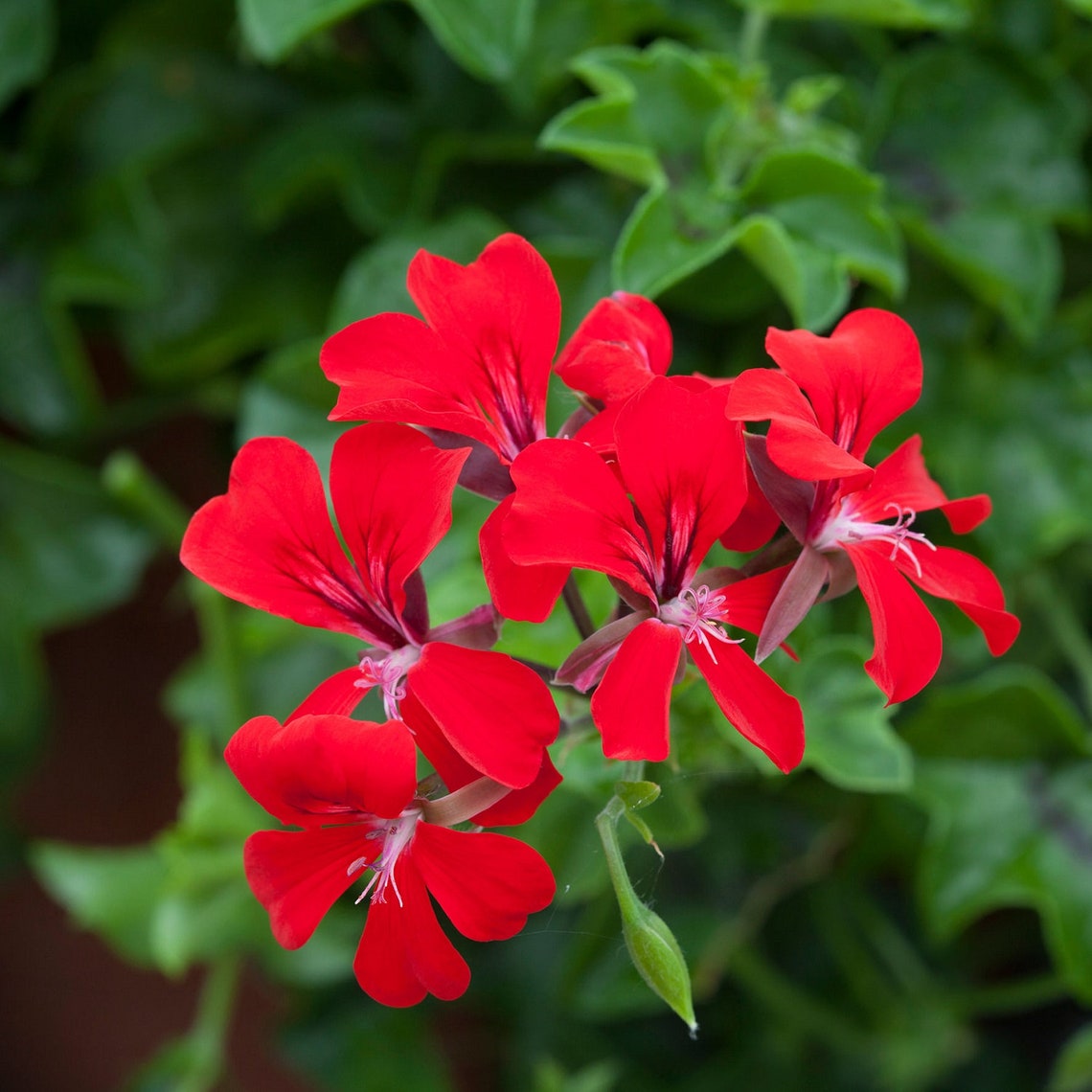 Ivy Geranium Seeds Reach Out Red 15 Seeds Trailing Geranium Etsy