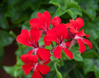 BIN#1R7D4 Ivy Geranium Seeds Reach Out Red 15 Seeds Trailing Geranium