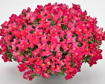 Snapdragon Seeds Candy Showers Rose 15 Multi Pelleted Seeds Trailing